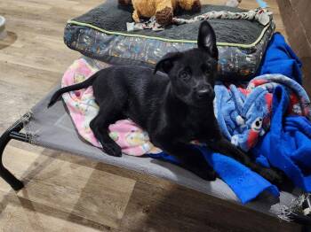 Shepherd and Labrador Retriever Dogs Available for Adoption in Marine City, Michigan - Liberty | PetCurious