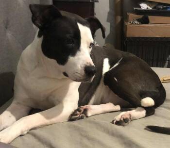 Rescue American Staffordshire Terrier Dogs for Adoption in Shawnee, Oklahoma - Eleanor | PetCurious