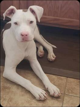 Rescue American Staffordshire Terrier Dogs for Adoption in Tucson, Arizona - ODIN | PetCurious