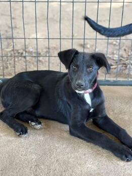 Fauna -  Labrador Retriever Dog for Adoption in Gilmer, Texas - Fauna | PetCurious