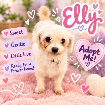 Elly -  Maltese Dog for Adoption in North Vernon, Indiana - Elly | PetCurious