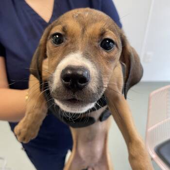 Walmart -  Coonhound and Mixed Breed Dog for Adoption in Abilene, Texas - Walmart | PetCurious