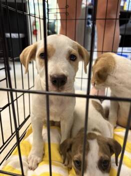 Trinity -  Hound Dog for Adoption in Mobile, Alabama - Trinity | PetCurious