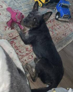 Rescue Mixed Breed Dogs for Adoption in Mandan, North Dakota - Vinny | PetCurious