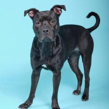 American Staffordshire Terrier and Black Labrador Retriever Dogs Available for Adoption in Frankfort, Kentucky - Lily 5460 D | PetCurious