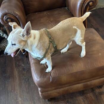 Jackson2 -  Jack Russell Terrier Dog for Adoption in North Myrtle Beach, South Carolina - Jackson2 | PetCurious