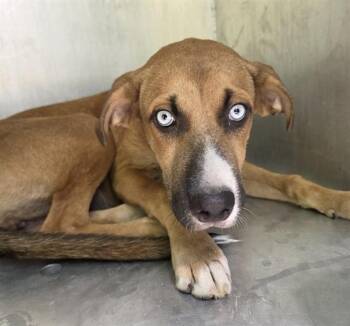 A431747 -  Siberian Husky and Mixed Breed Dog for Adoption in Conroe, Texas - A431747 | PetCurious