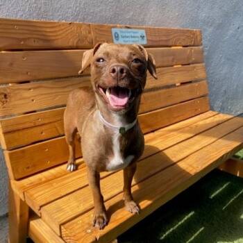 Rescue Miniature Pinscher Dogs for Adoption in Long Beach, California - Godiva | PetCurious