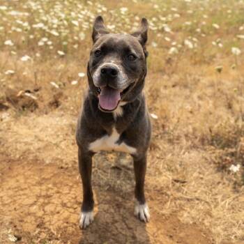 Shelly -  Akita and Pit Bull Terrier Dog for Adoption in Portland, Oregon - Shelly | PetCurious