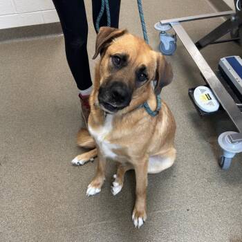 Tanner -  German Shepherd Dog and Boxer Dog for Adoption in Council Bluffs, Iowa - Tanner | PetCurious