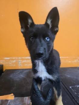 Shepherd and Siberian Husky Dogs Available for Adoption in El Paso, Texas - 60871326 | PetCurious