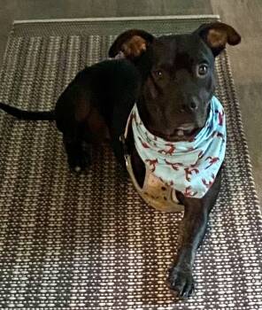 Rescue Pit Bull Terrier Dogs for Adoption in Sandy Springs, Georgia - Yard | PetCurious