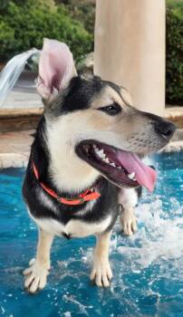 Bubbles/harley -  Shepherd Dog for Adoption in Kingman, Arizona - Bubbles/harley | PetCurious