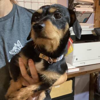 Dick Wroncy -  Miniature Dachshund Dog for Adoption in Savannah, Georgia - Dick Wroncy | PetCurious