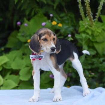 Butterscotch -  Hound Dog for Adoption in Wake Forest, North Carolina - Butterscotch | PetCurious