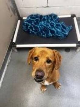 Rosco -  Labrador Retriever Dog for Adoption in Potsdam, New York - Rosco | PetCurious
