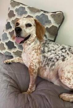 Jax -  Beagle and Australian Cattle Dog Blue Heeler Dog for Adoption in Kent, Washington - Jax | PetCurious