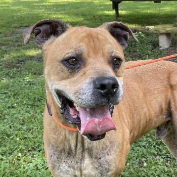 Rescue Mastiff Dogs for Adoption in Heber Springs, Arkansas - Hercules | PetCurious