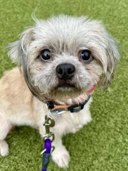 Einstein -  Mixed Breed Dog for Adoption in Wichita, Kansas - Einstein | PetCurious