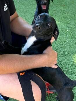 Robin -  Dachshund Dog for Adoption in Center Square, Pennsylvania - Robin | PetCurious
