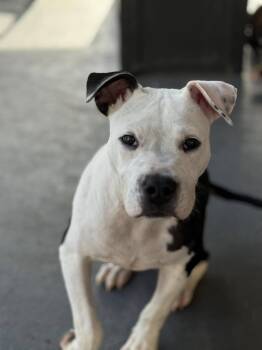Rescue American Bulldog Dogs for Adoption in Shalimar, Florida - Chance | PetCurious