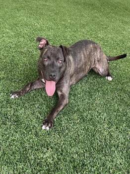 MADELINE -  Mixed Breed Dog for Adoption in Palmetto, Florida - MADELINE | PetCurious