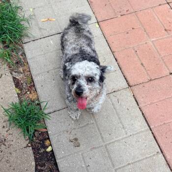 Lyla -  Miniature Poodle Dog for Adoption in Rochester, Minnesota - Lyla | PetCurious