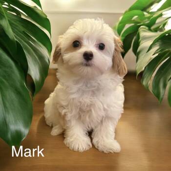 Mark -  Maltipoo Dog for Sale in Louise, Texas - Mark | PetCurious