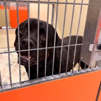 Beary -  Rottweiler Dog for Adoption in Philadelphia, Pennsylvania - Beary | PetCurious