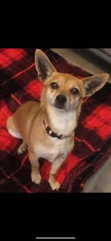 Chihuahua Dogs Available for Adoption - Kenzee | PetCurious