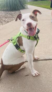 LILLY -  Pit Bull Terrier Dog for Adoption in Broomfield, Colorado - LILLY | PetCurious