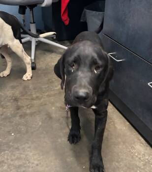 Rescue Labrador Retriever and Pit Bull Terrier Dogs for Adoption in Evansville, Indiana - Kramer | PetCurious