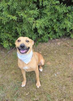 Sierra -  Labrador Retriever Dog for Adoption in Herndon, Virginia - Sierra | PetCurious