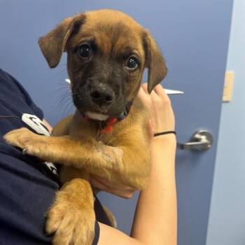 DYLAN -  Labrador Retriever and Mixed Breed Dog for Adoption in St. Louis, Missouri - DYLAN | PetCurious