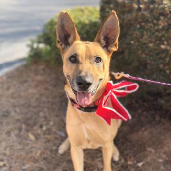 Belgian Shepherd Malinois Dogs Available for Adoption - Ranger | PetCurious