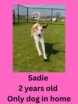 Mixed Breed Dogs Available for Adoption in Ravenna, Ohio - Sadie | PetCurious