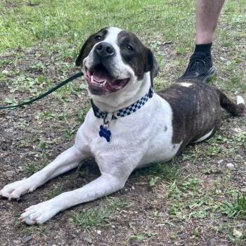 Parker -  Great Pyrenees and Pit Bull Terrier Dog for Adoption in Bethel, Connecticut - Parker | PetCurious