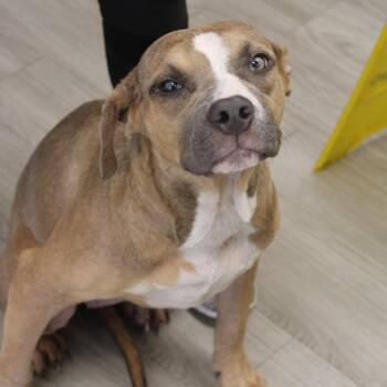 Pit Bull Terrier and Mixed Breed Dogs Available for Adoption - Sugar Plum | PetCurious