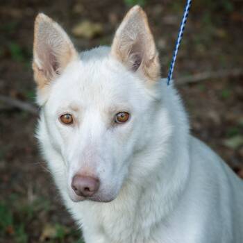 Rescue German Shepherd Dog and Mixed Breed Dogs for Adoption in Memphis, Tennessee - CLOVER-30056 | PetCurious