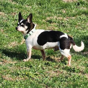 Corgi and Mixed Breed Dogs Available for Adoption in Toms Brook, Virginia - Tiny | PetCurious