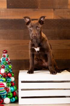 Rescue Labrador Retriever Dogs for Adoption in Brighton, Colorado - #1007-25 (Maggie) | PetCurious