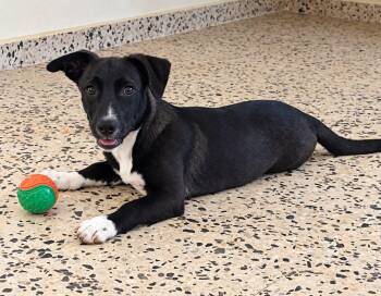 Colby -  Border Collie Dog for Adoption in Jenkintown, Pennsylvania - Colby | PetCurious