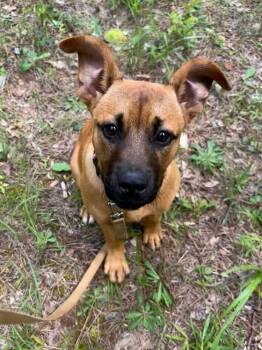 Ruby Rose (P) -  Shepherd and Mixed Breed Dog for Adoption in New York, New York - Ruby Rose (P) | PetCurious