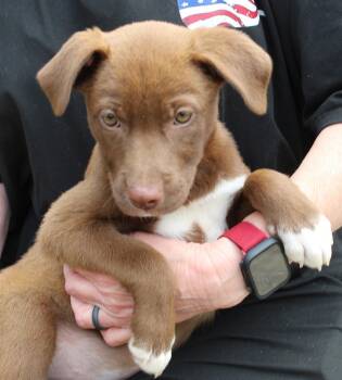 Labrador Retriever Dogs Available for Adoption in Prattville, Alabama - Lola 43466 | PetCurious