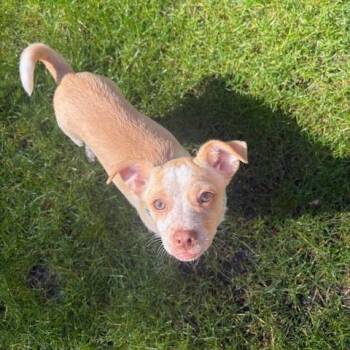 Chris Cester -  Chihuahua and Mixed Breed Dog for Adoption in Redmond, Washington - Chris Cester | PetCurious