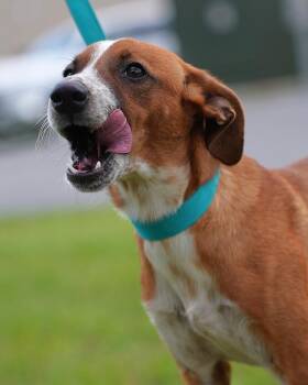 Holmes -  Terrier Dog for Adoption in Springfield, Georgia - Holmes | PetCurious