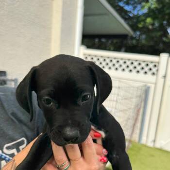 Marina -  Mixed Breed Dog for Adoption in Titusville, Florida - Marina | PetCurious