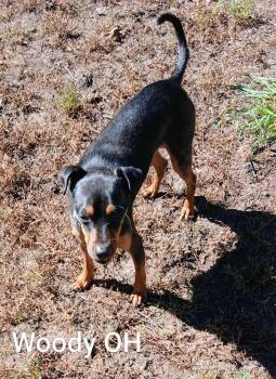 Woody -  Miniature Pinscher Dog for Adoption in Berryton, Kansas - Woody | PetCurious