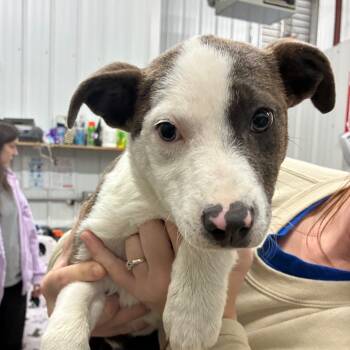 Rescue Mixed Breed Dogs for Adoption in Corbin, Kentucky - Mazie | PetCurious