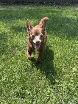 Brown-E -  Chihuahua Dog for Adoption in Pottstown, Pennsylvania - Brown-E | PetCurious
